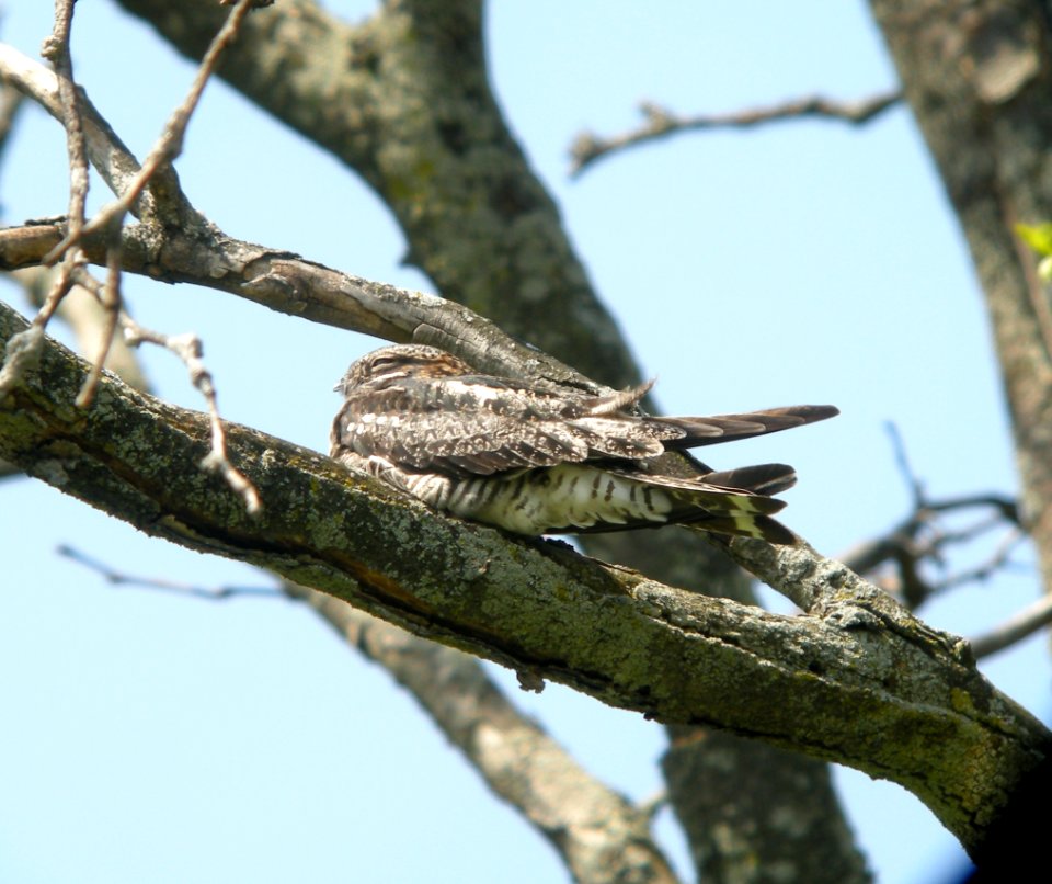 DSCN3248 c Common Nighthawk  Kankakee IL 5-18-2014