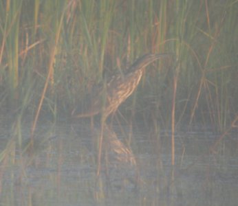 DSCN3802 c American Bittern TNC Kankakee Sands IN 8-4-2014