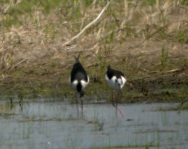DSCN3296 c Black-necked Stilt  Bourbonnais IL 5-21-2014