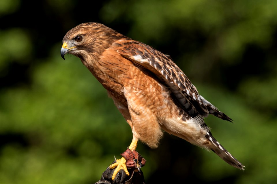 Red-shouldered Hawk photo