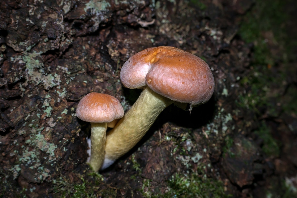 Schwefelkopf toxic forest