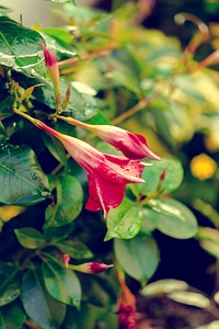 Plant blossom bloom