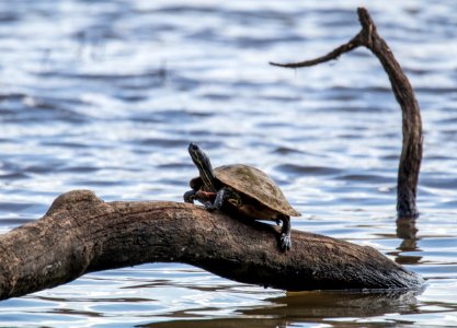 Turtle at the Ocmulgee National Monument photo