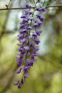 Day 81 - Wisteria Macro