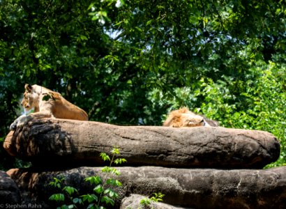 Zoo Atlanta Lions photo