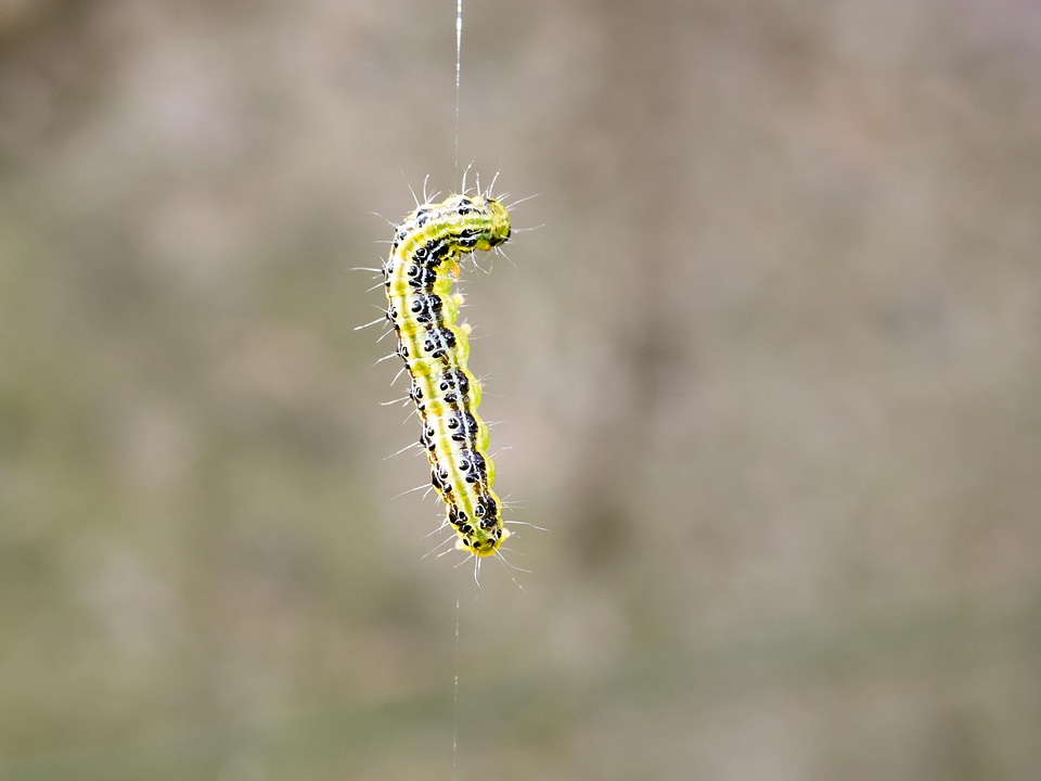 Larva doll verpuppt