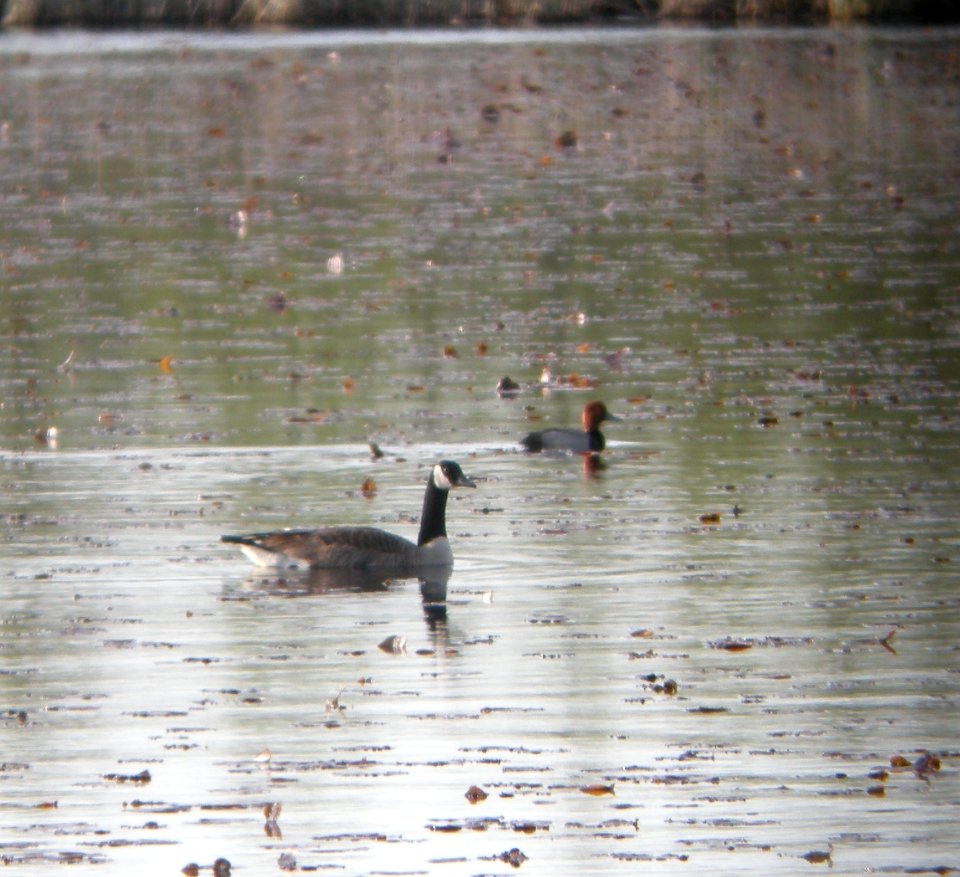 DSCN3194 c Redhead Willow Slough FWA IN 5-8-2014 (Photo thru bins)