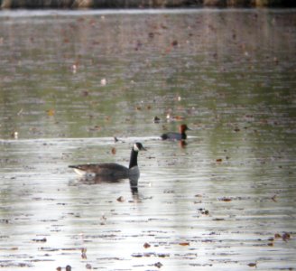 DSCN3194 c Redhead Willow Slough FWA IN 5-8-2014 (Photo thru bins)