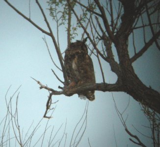 DSCN3191 c Great Horned Owl TNC Kankakee Sands IN 5-8-2014 (Photo thru bins)