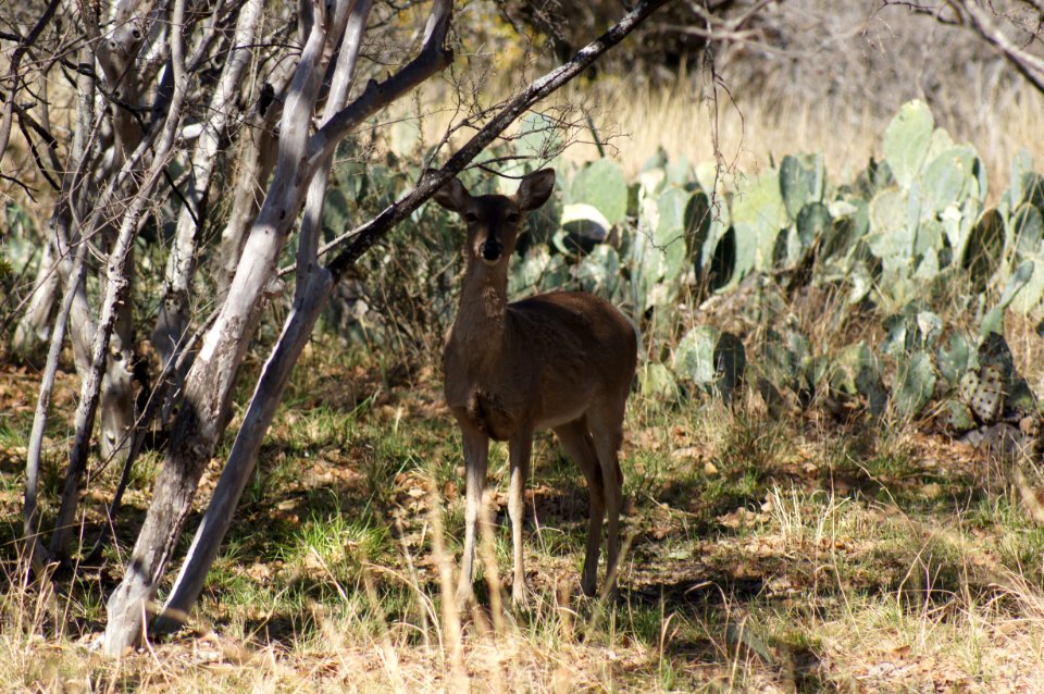 Deer at Enchanted Rock photo