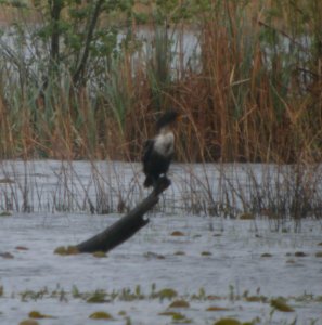 DSCN3238 c Double-crested Cormorant Willow Slough FWA IN 5-15-2014