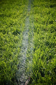 The pitch the court lines grass