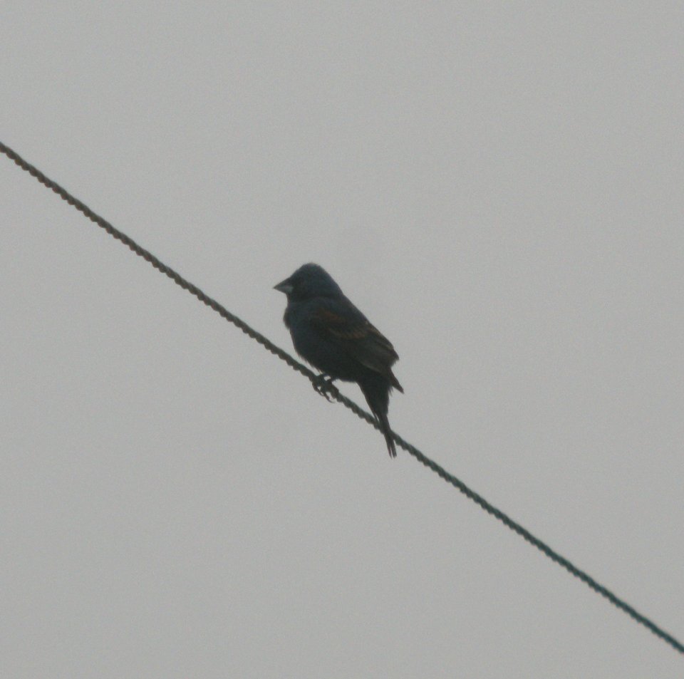 DSCN3429 c Blue Grosbeak Pembroke Savanna Kankakee Co IL 6-11-2014