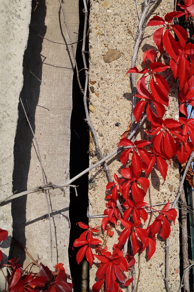 Autumn leaves colors red color