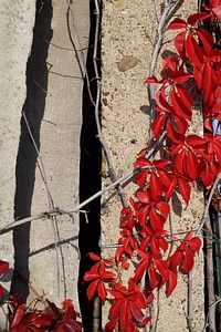 Autumn leaves colors red color photo