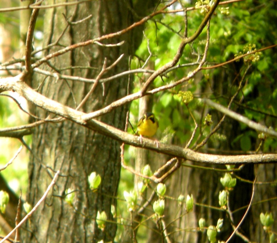 DSCN3259 c Kentucky Warbler Willow Slough FWA IN 5-19-2014 (Photo thru bins)