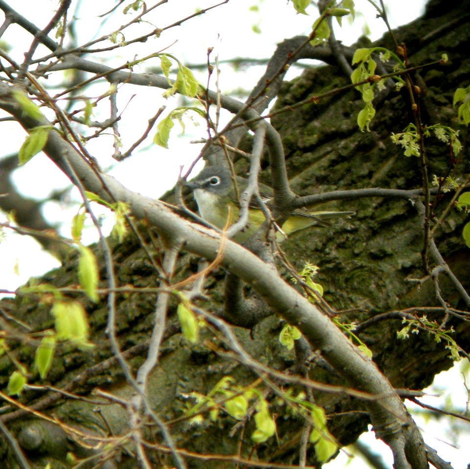 DSCN3037 c Blue-headed Vireo Kankakee IL 4-30-2014 (Photo thru bins)