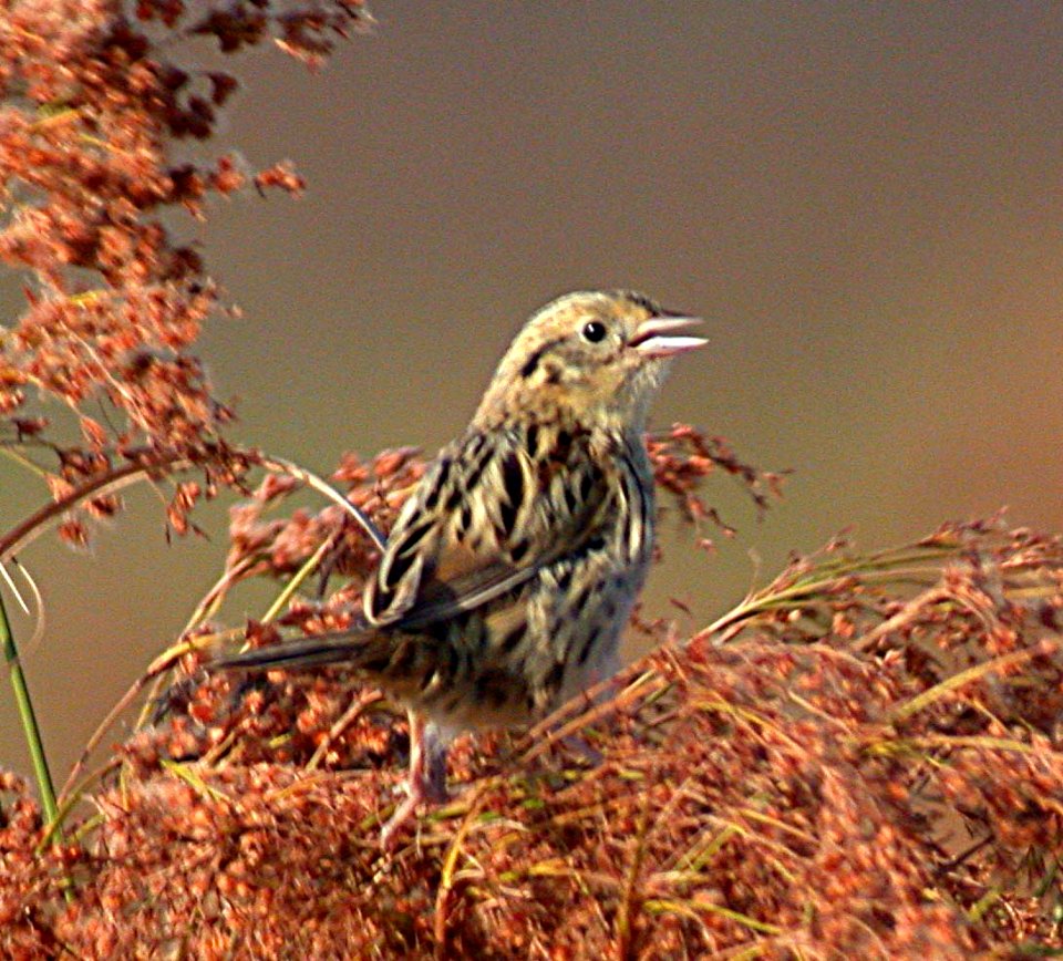 Dscn4569c LeConte's Sparrow Kankakee Sands 10-11-02