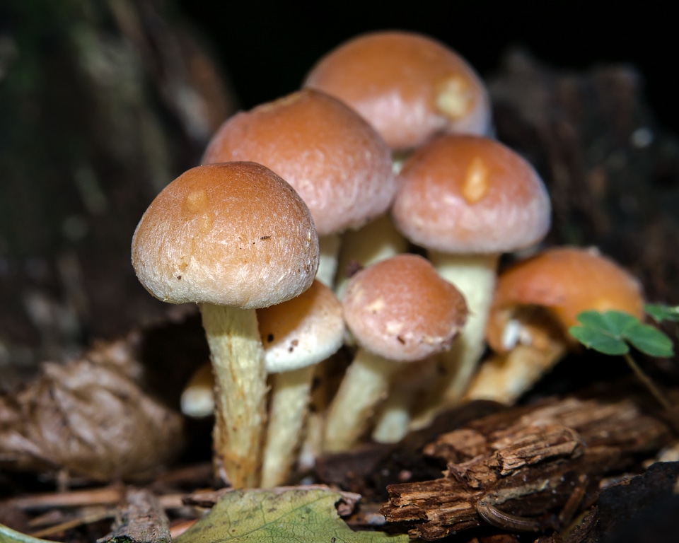 Schwefelkopf toxic forest