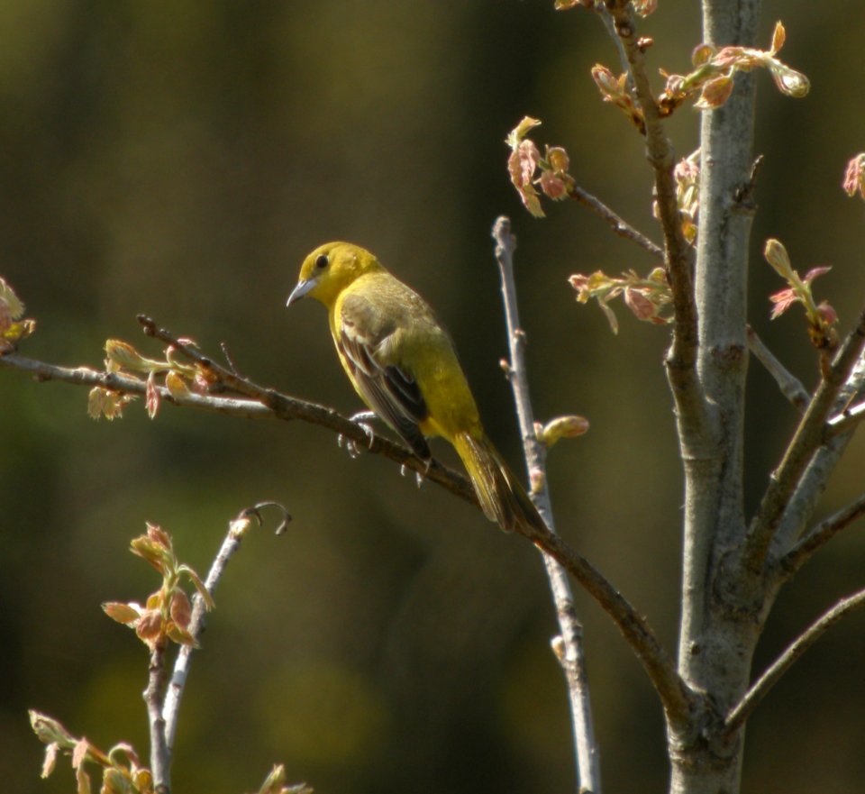 DSCN3186 c Orchard Oriole Willow Slough FWA IN 5-8-2014