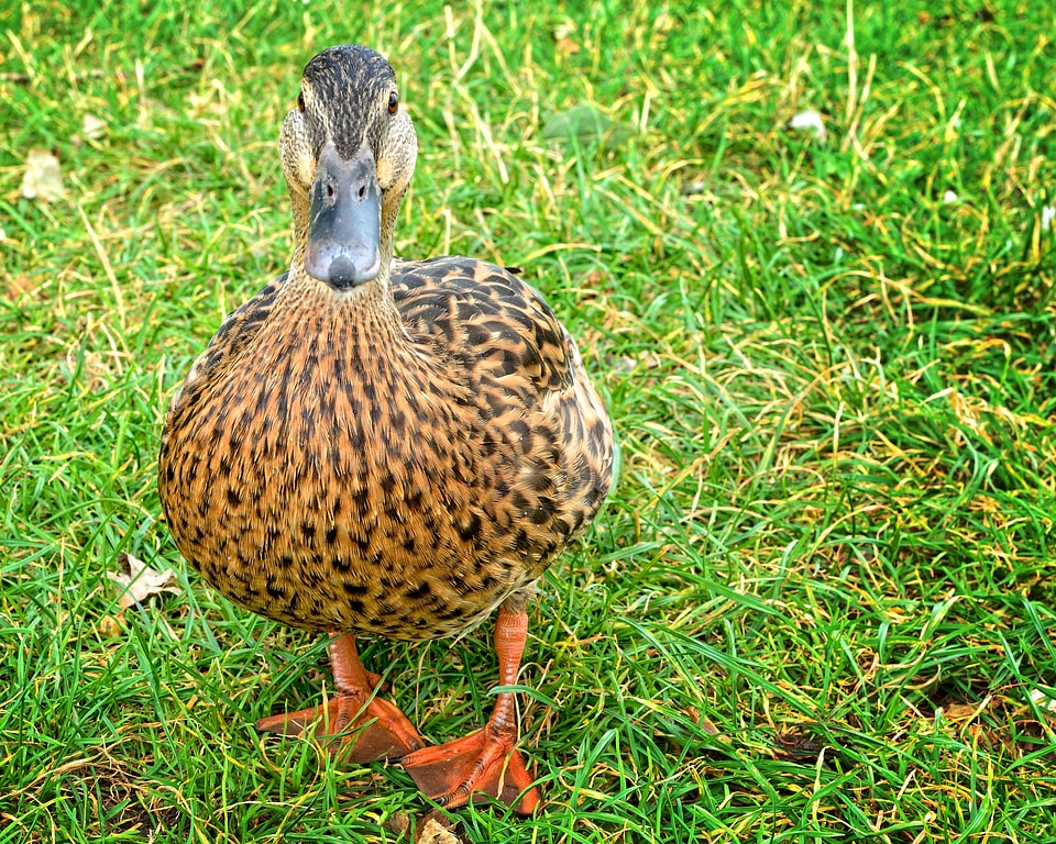 Female water bird duck bird