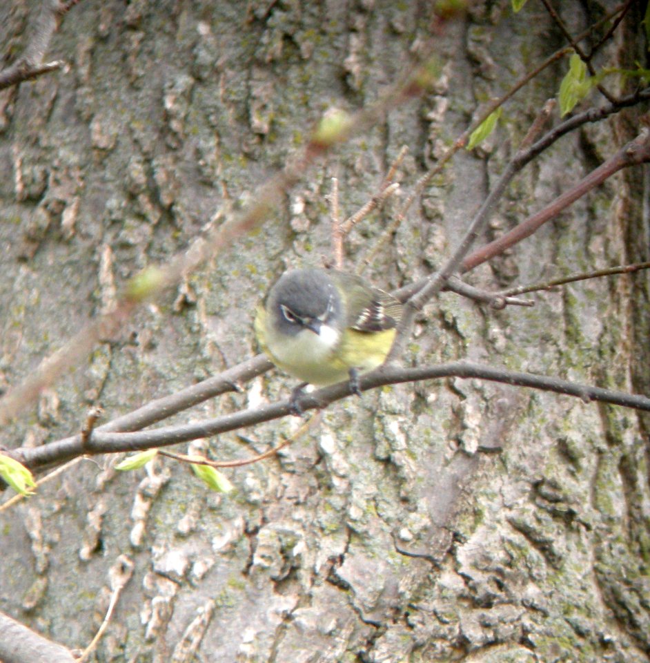 DSCN3038 c Blue-headed Vireo Kankakee IL 4-30-2014 (Photo thru bins)