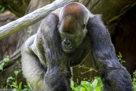 Zoo Atlanta Gorilla photo