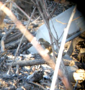 DSCN2881 c Hermit Thrush Kankakee IL 3-30-2014 (Photo thru bins)
