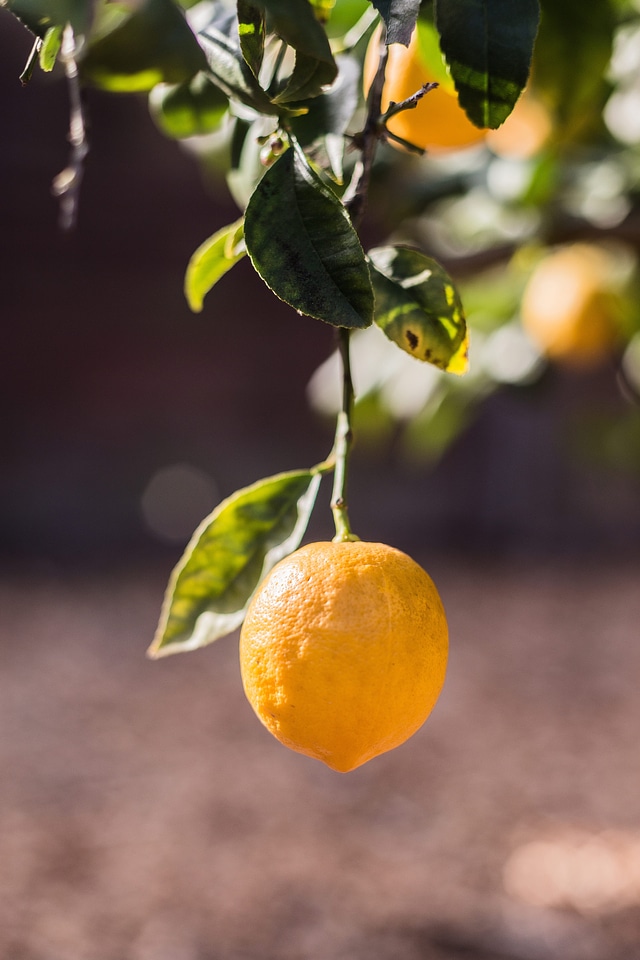 Lemons trees fruits