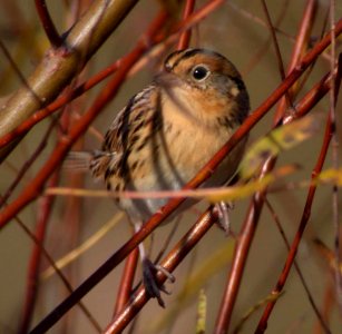 DSCN4652 cgsm LeConte's Sparrow TNC Kankakee Sands Enos IN 10-25-04