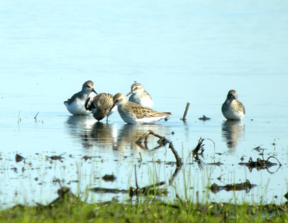 DSCN3328 c Semipalmated Sandpiper  Bourbonnais IL 5-25-2014