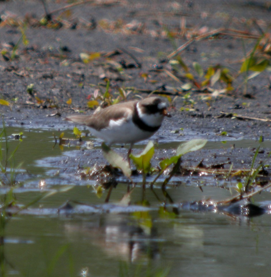DSCN3197 c Semipalmated Plover Aroma Park IL 5-10-2014