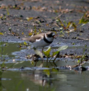 DSCN3197 c Semipalmated Plover Aroma Park IL 5-10-2014