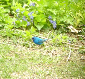 DSCN3119 c Indigo Bunting Kankakee IL 5-4-2014 (Photo thru bins)