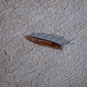 Slug Life