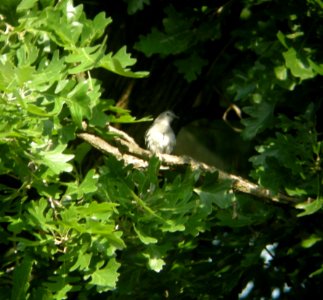 DSCN3496 c Gray Catbird Kankakee IL 6-26-2014 (Photo thru bins)
