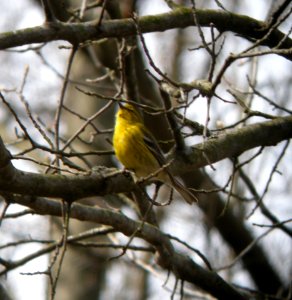 DSCN3005 c Pine Warbler Willow Slough FWA IN 4-24-2014 (Photo thru bins)