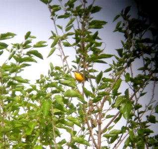 DSCN3315 c Yellow-breasted Chat  Braidwood IL 5-26-2014 (Photo thru bins)