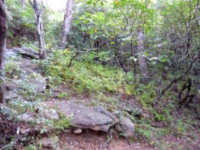 Brasstown Bald