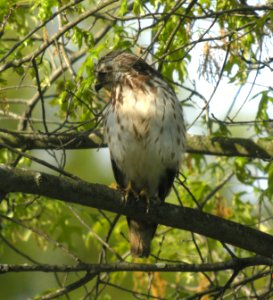 DSCN3253 c Red-shouldered Hawk Willow Slough FWA IN 5-19-2014