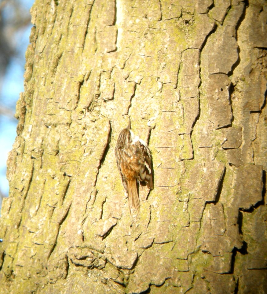 DSCN2963 c Brown Creeper Kankakee IL 4-15-2014 (Photo thru bins)