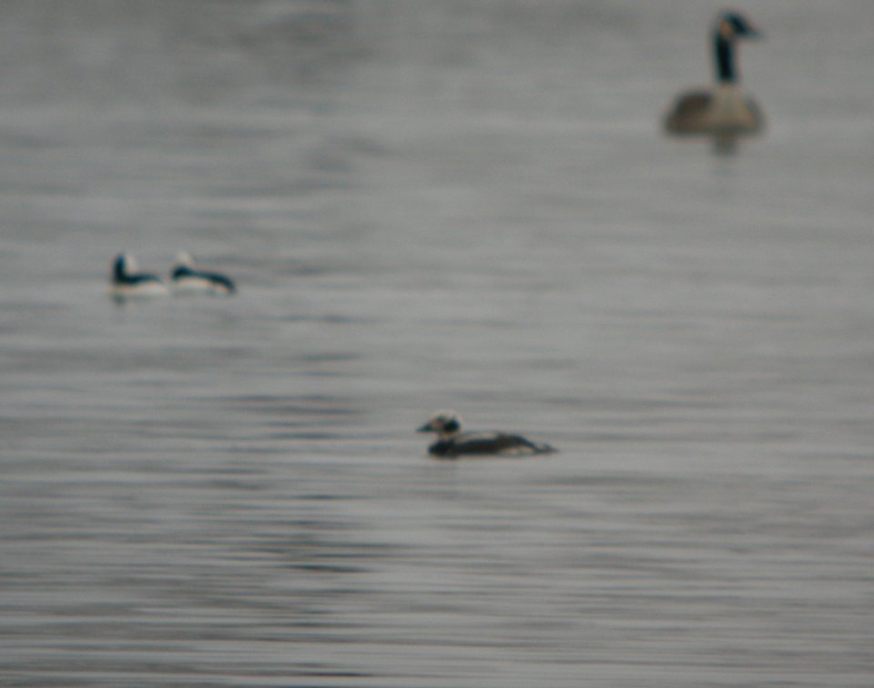 DSCN2859 c Long-tailed Duck Willow Slough FWA IN 3-28-2014