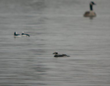 DSCN2859 c Long-tailed Duck Willow Slough FWA IN 3-28-2014 photo