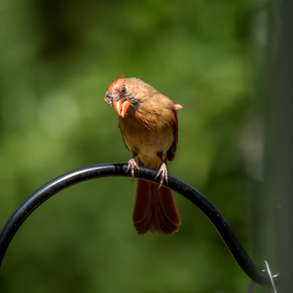 Female Cardinal