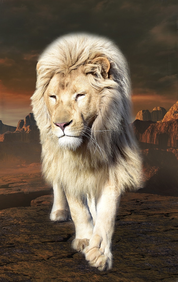 Male big cat predator