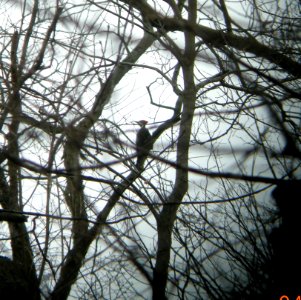 DSCN2933 c Pileated Woodpecker Bourbonnais IL 4-3-2014 (Photo thru bins)