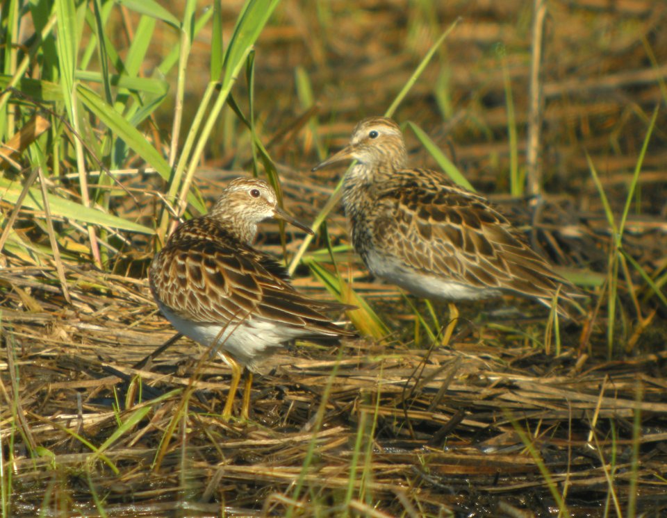 DSCN3321 c Pectoral Sandpiper Kankakee Sands IN 5-25-2014