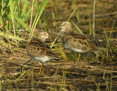 DSCN3321 c Pectoral Sandpiper Kankakee Sands IN 5-25-2014