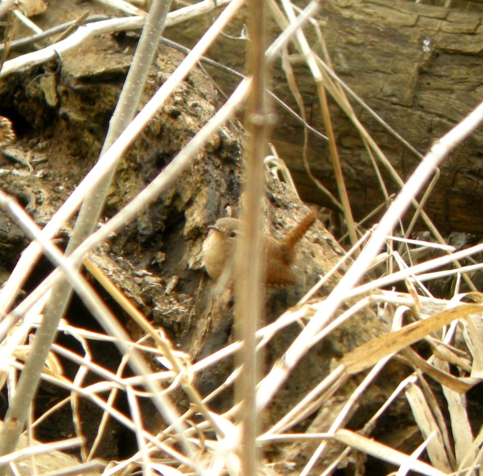 DSCN2919 c Winter Wren Kankakee IL 4-2-2014 (Photo thru bins)