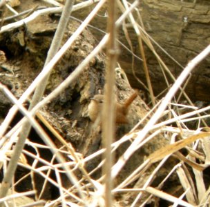 DSCN2919 c Winter Wren Kankakee IL 4-2-2014 (Photo thru bins)